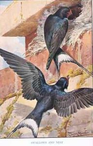 Swallows Nest illustration from Country Ways and Country Days by Louis Fairfax Muckley