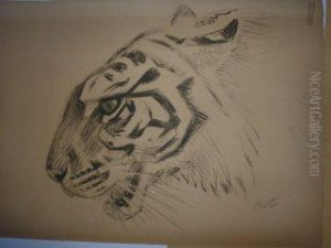 Tete De Tigre. Tete De Tigre.
