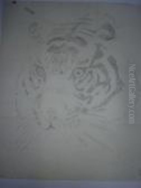 Tete De Tigre. - view 1