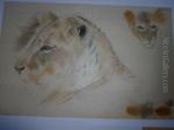 Tete De Lionceau. - view 1