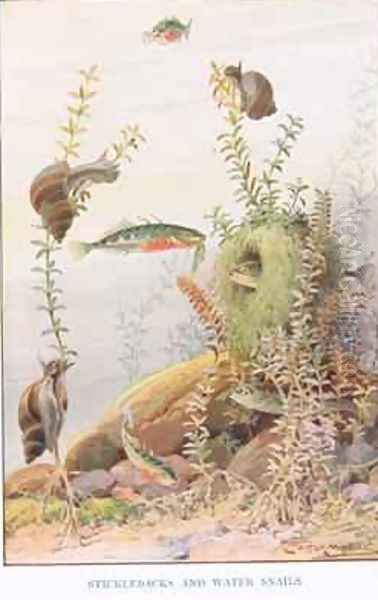 Sticklebacks and Water Snails illustration from Country Ways and Country Days - view 1