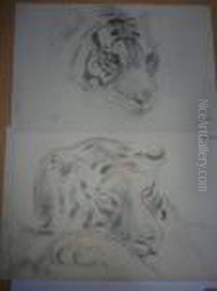 Tetes De Tigre. - view 1