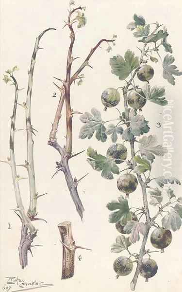 Study of gooseberries - view 1