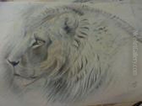 Des Leopards. - view 1