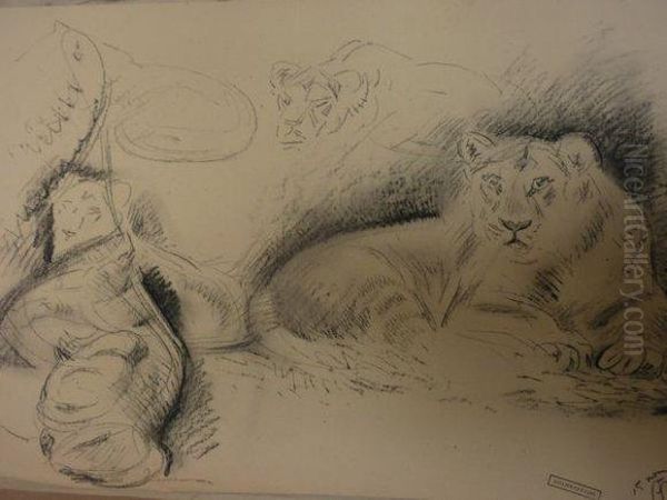 Des Lionceaux. - view 1