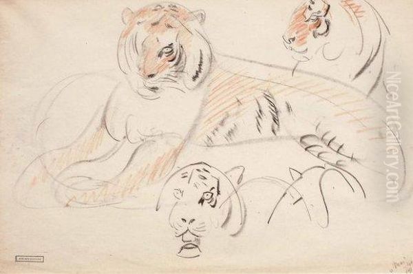 Etudes De Tigres - view 1