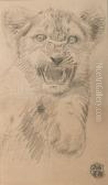 Tigre - view 1