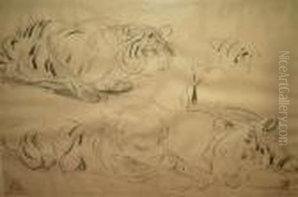 Etudes De Tigre - view 1