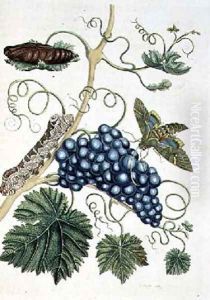 Grape Vine with Philampelus Labruscae moth in three stages of development engraved by P Sluyter