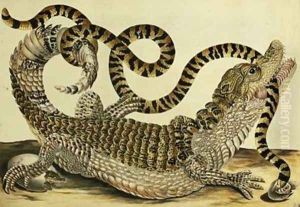 Alligator and Snake 1730 by Maria Sibylla Merian