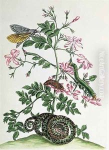Jasmine with snake moth caterpiller and chrysalis plate 46 from Over de Voorteeling 1730 by Maria Sibylla Merian