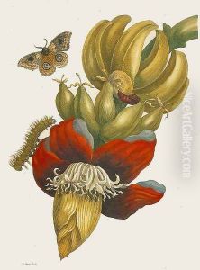 Banana Plant by Maria Sibylla Merian