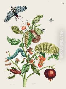Wooly-haired Megalopygio Caterpillar by Maria Sibylla Merian