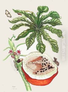 Papaya by Maria Sibylla Merian