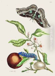 Orange by Maria Sibylla Merian