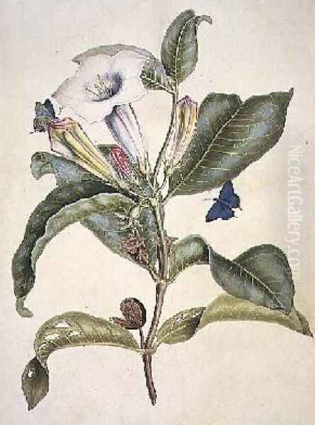 Thorn apple - view 1