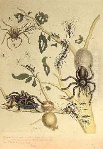 Spiders Mygole plate 18 from Over de Voorteeling 1730 by Maria Sibylla Merian