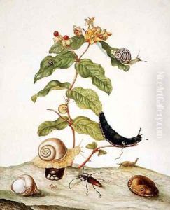 Hypericum Baxiforum with snails and a beetle 1695 by Maria Sibylla Merian