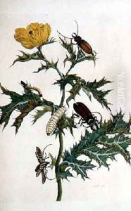 Cardos Spinosus Beetles and Caterpillars plate 69 from Over de Voorteling 1730 by Maria Sibylla Merian