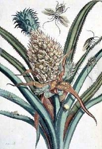 Pineapple with Insects engraved by J Mulder plate 1 from The Metamorphosis of the Insects of Surinam by Maria Sibylla Merian