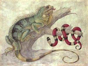 An Iguana (Iguana iguana) and a Coral snake (Elapidae micrurus) on a tree stump by Maria Sibylla Merian