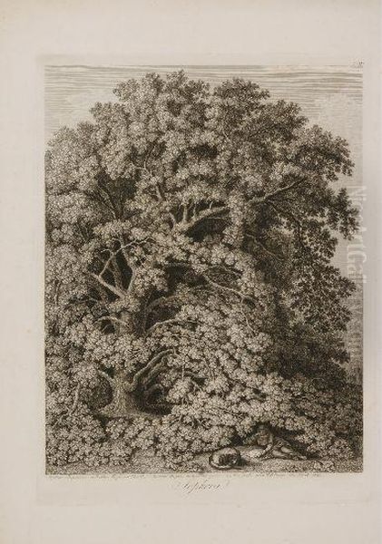 Sophora, Sophora Japonica Au
Jardin Anglais A Caserte, Desine Dapres Nature Et Grave A L'eau Fort Par
Philippe Hackert 1801 - view 1