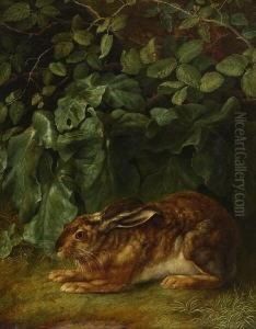 Hase Im Gebusch.