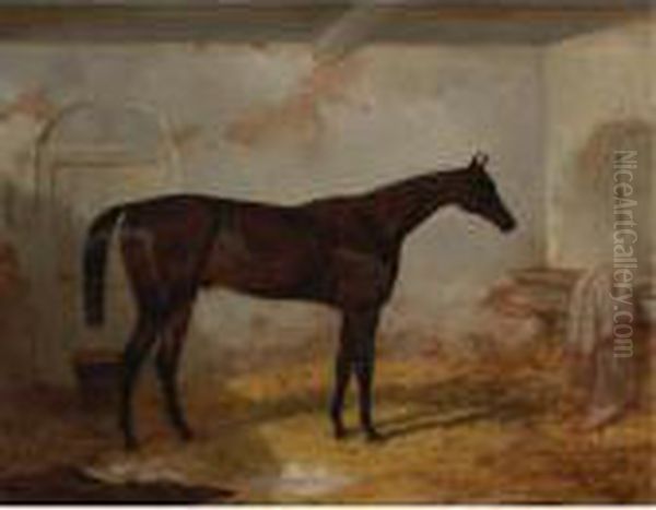 Mr. A. W. Hill's Bay Colt Sweetmeat In A Loose Box - view 1