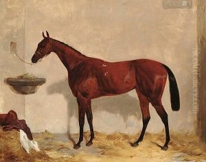 A Brown Mare In A Stable. A Brown Mare In A Stable.