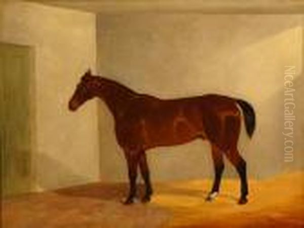 Bay Racehorse In A Loosebox - view 1