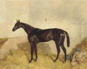 A Dark Bay Racehorse In A Loosebox by Harry Hall