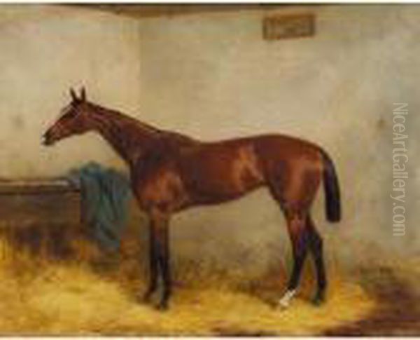 Chopette, A Bay Racehorse In A Stable - view 1