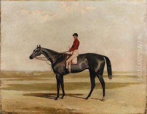 The Squire With Jockey Up, At Newmarket