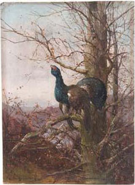 Balzender Auerhahn In Herbstlicher Landschaft - view 1