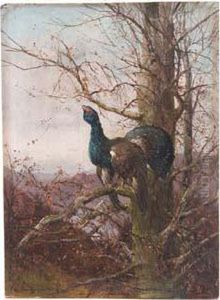 Balzender Auerhahn In Herbstlicher Landschaft by Max I Hanger