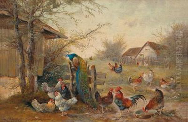 Chicken Yard And A Peacock - view 1