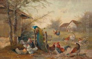 Chicken Yard And A Peacock
