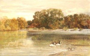 Riverscene With Swans And Ducks