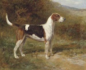 Sunshine, A Foxhound Of The Quorn