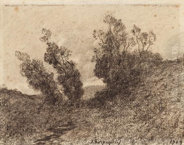 Forest - view 1