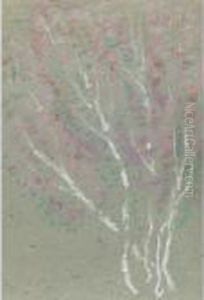 Birch Trees
