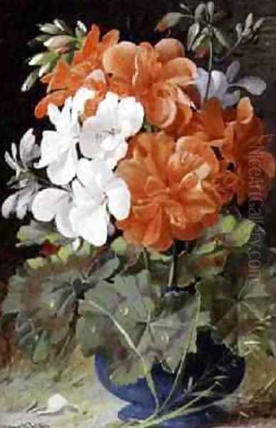 Pelargoniums - view 1