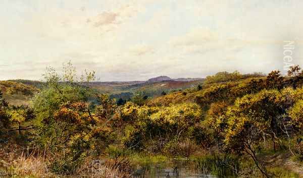 View Of Crooksbury Hill, Surrey - view 1