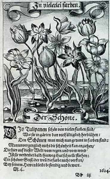 Tulips from a book on botany 1646 - view 1