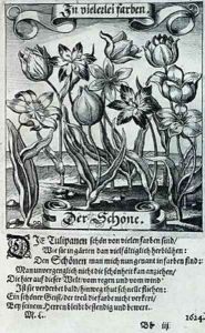 Tulips from a book on botany 1646 by Matthaus, the Younger Merian
