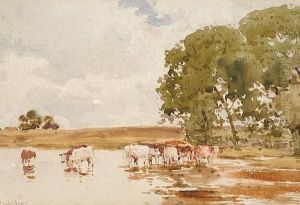 Cattle Watering Cattle Watering