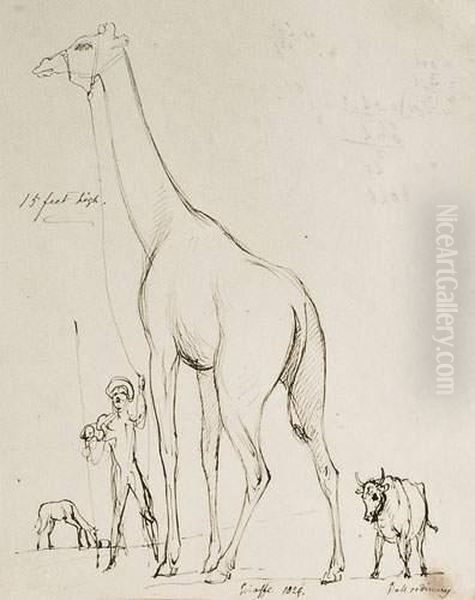 La Girafe De La Menagerie Du Jardin Des Plantes - view 1