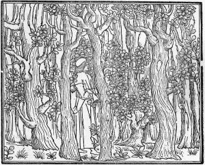 Poliphilus in a Wood 1499