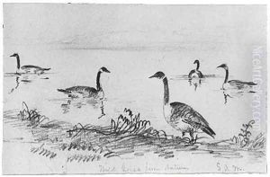 Wild Geese (from McGuire Scrapbook) by Shepard Alonzo Mount