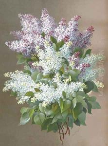 Still Life with Lilacs by Raoul Maucherat de Longpre